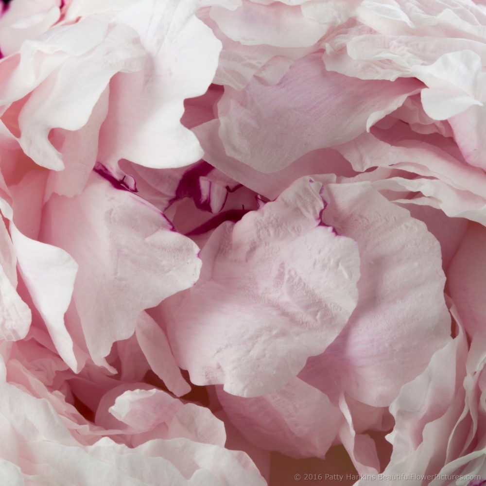 Peony © 2016 Patty Hankins