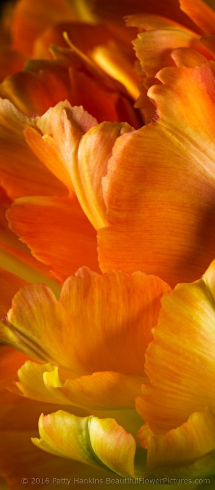 Orange & Yellow Tulip Petals II © 2016 Patty Hankins