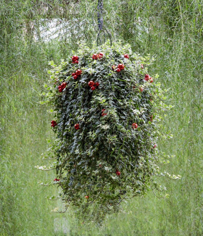 Christmas in the Acacia Passage, Longwood Gardens © 2016 Patty Hankins