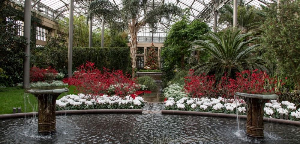 Christmas in the East Conservatory, Longwood Gardens © 2016 Patty Hankins