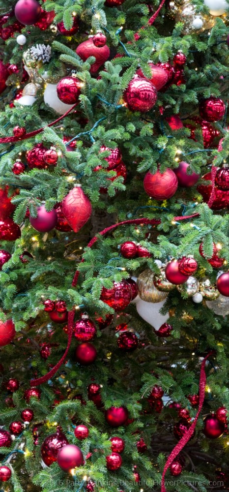 Christmas at the du Pont House, Longwood Gardens © 2016 Patty Hankins