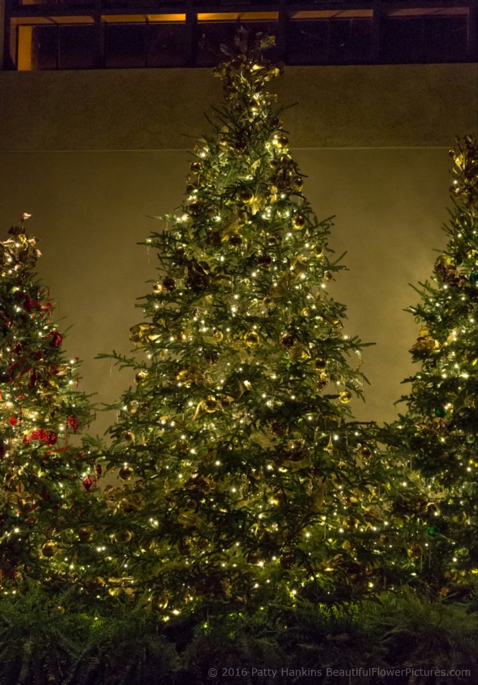 Christmas in the East Conservatory, Longwood Gardens © 2016 Patty Hankins