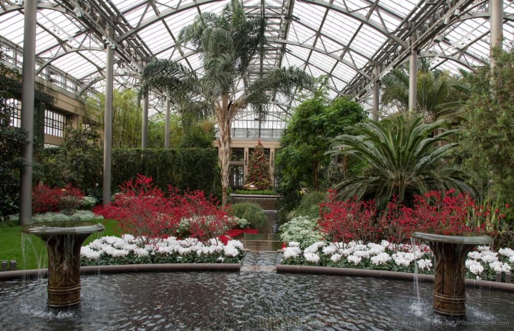 Christmas in the East Conservatory, Longwood Gardens © 2016 Patty Hankins