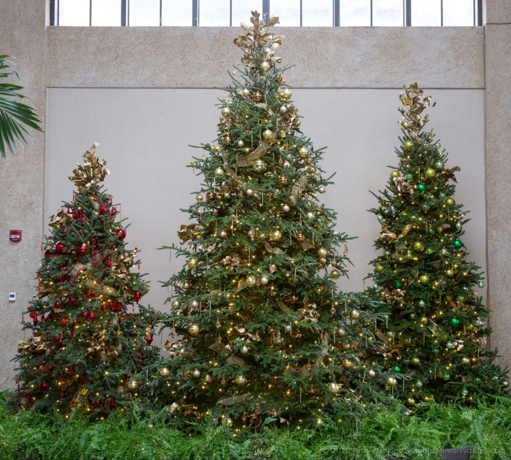 Christmas in the East Conservatory, Longwood Gardens © 2016 Patty Hankins