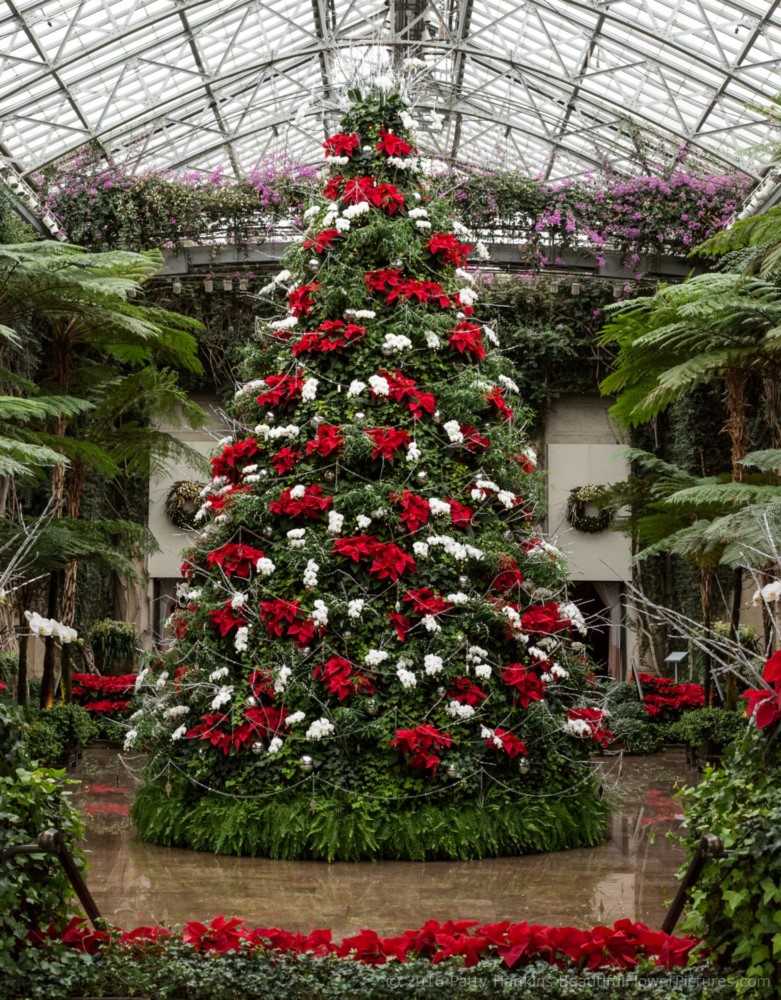 Christmas in the Exhibition Hall, Longwood Gardens © 2016 Patty Hankins