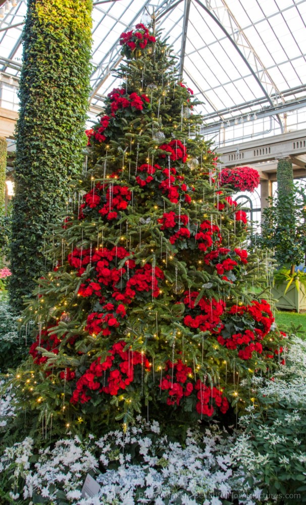 Christmas in the Main Conservatory, Longwood Gardens © 2016 Patty Hankins