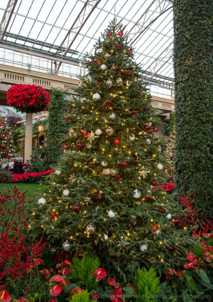 Christmas in the Main Conservatory, Longwood Gardens © 2016 Patty Hankins