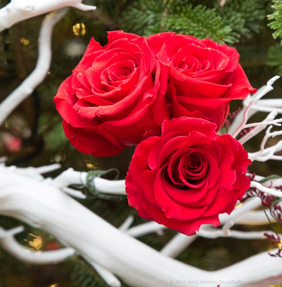 Christmas in the Main Conservatory, Longwood Gardens © 2016 Patty Hankins