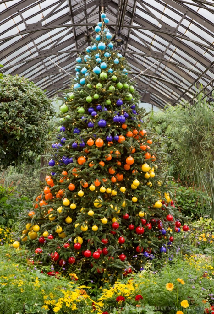 Christmas in the Mediterranean Garden, Longwood Gardens © 2016 Patty Hankins