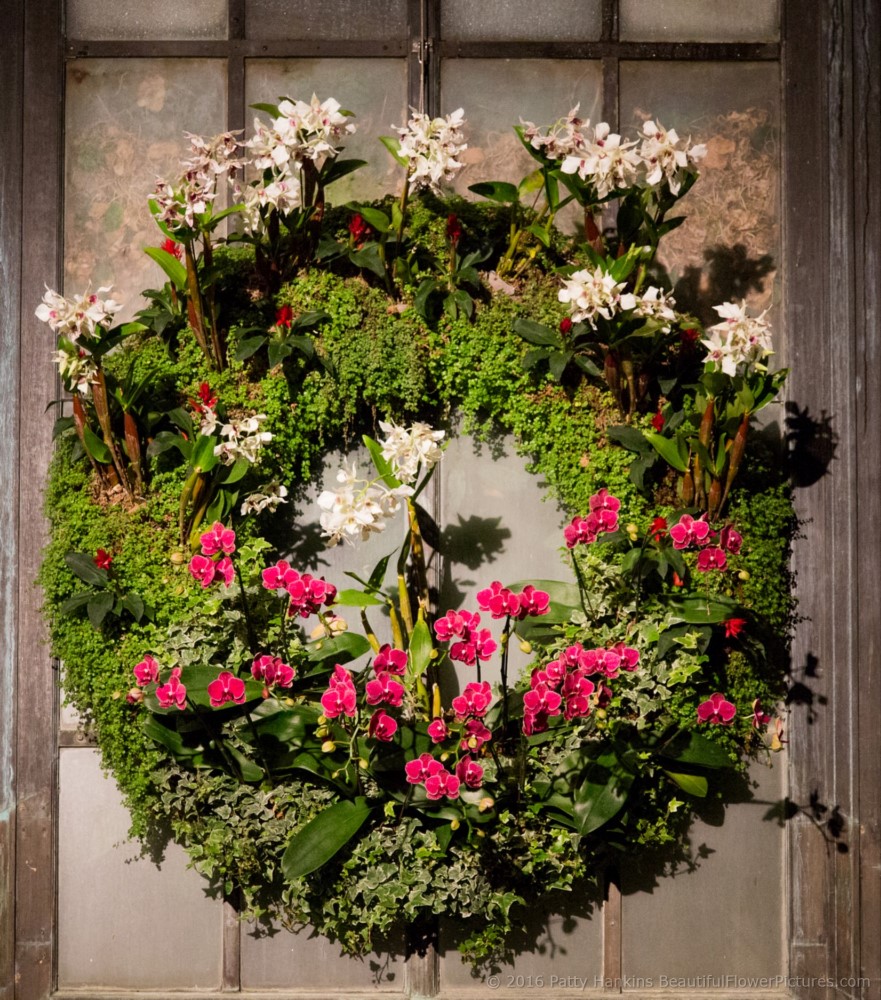 Christmas in the Orchid Room, Longwood Gardens © 2016 Patty Hankins