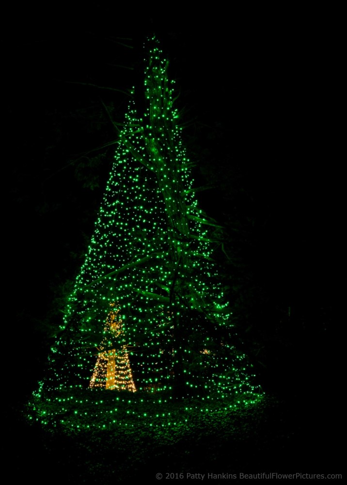 Outdoor Lights, Christmas at Longwood Gardens © 2016 Patty Hankins