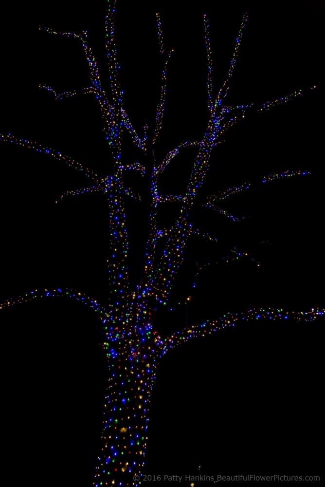 Outdoor Lights, Christmas at Longwood Gardens © 2016 Patty Hankins