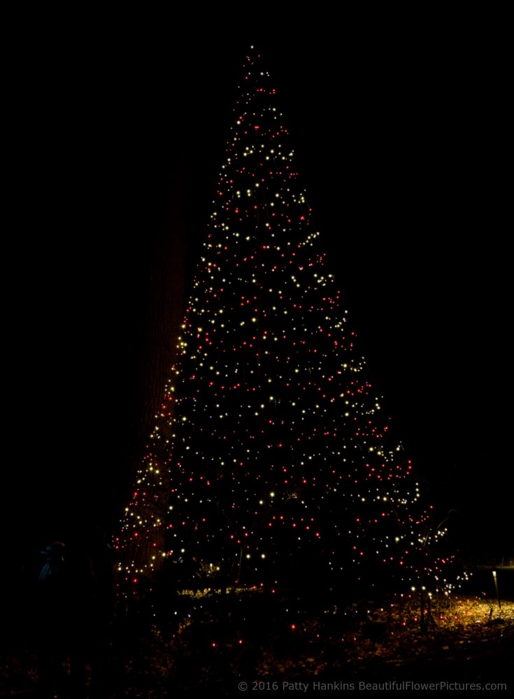 Outdoor Lights, Christmas at Longwood Gardens © 2016 Patty Hankins