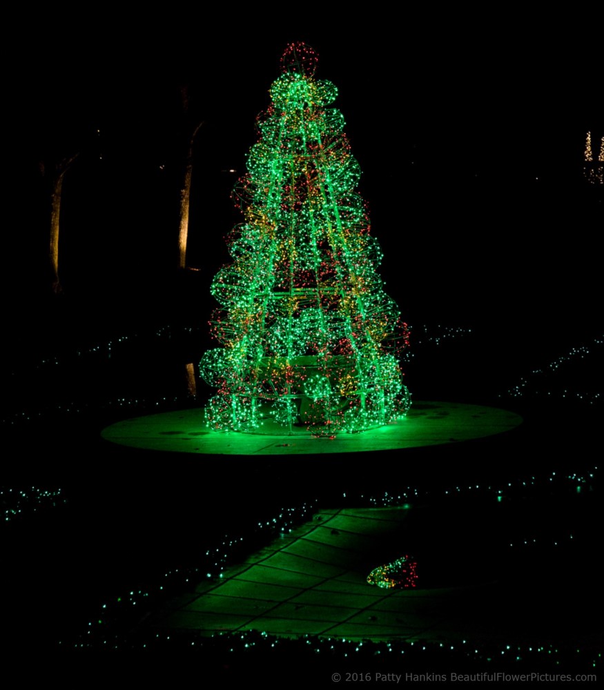 Outdoor Lights, Christmas at Longwood Gardens © 2016 Patty Hankins