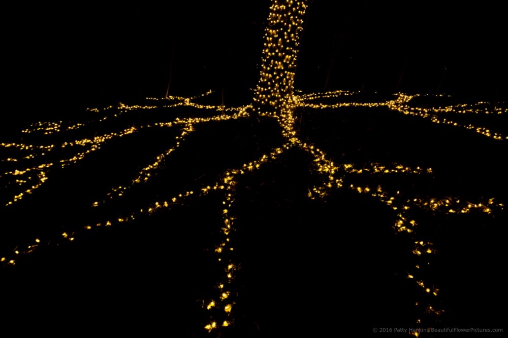 Outdoor Lights, Christmas at Longwood Gardens © 2016 Patty Hankins