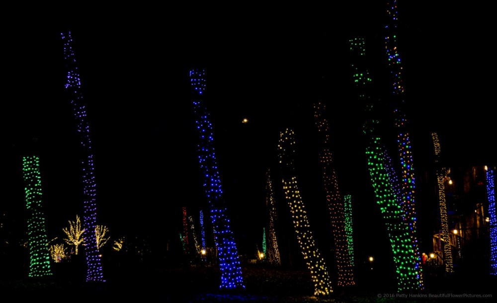 Outdoor Lights, Christmas at Longwood Gardens © 2016 Patty Hankins