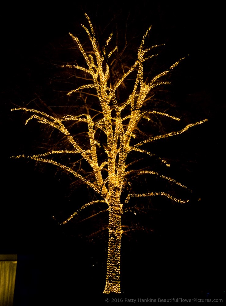 Outdoor Lights, Christmas at Longwood Gardens © 2016 Patty Hankins