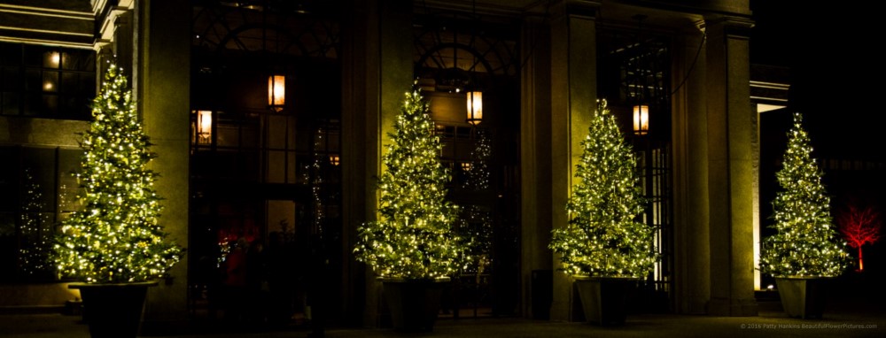 Outdoor Lights, Christmas at Longwood Gardens © 2016 Patty Hankins