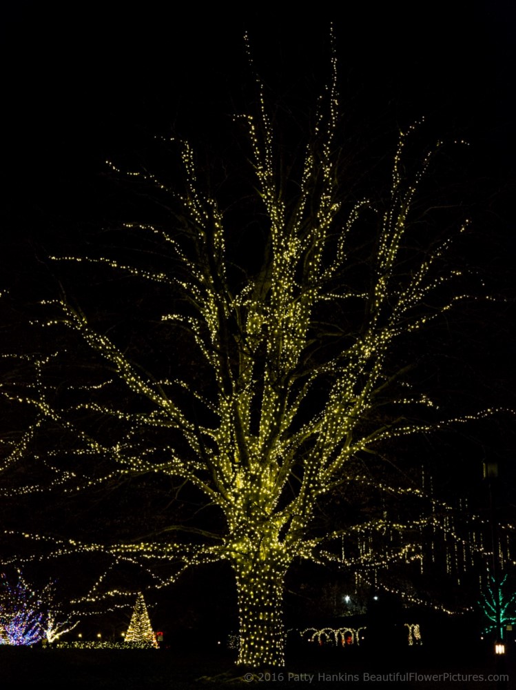 Outdoor Lights, Christmas at Longwood Gardens © 2016 Patty Hankins