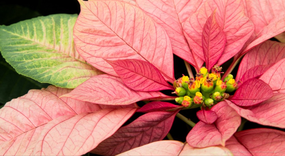 Christmas Beauty Nostalgia Poinsettia © 2016 Patty Hankins