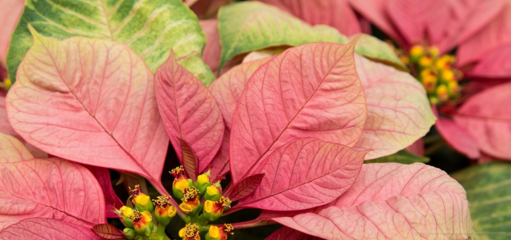 Christmas Beauty Nostalgia Poinsettia © 2016 Patty Hankins