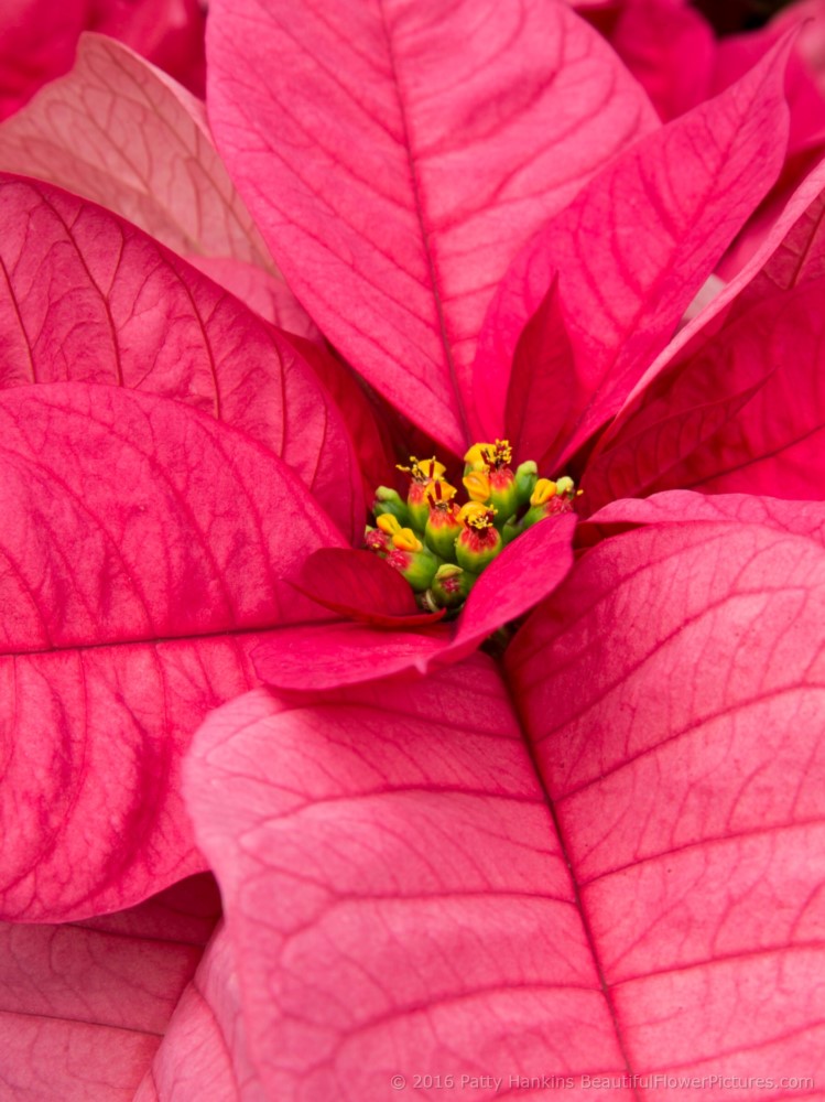 Christmas Lights Poinsettia © 2016 Patty Hankins