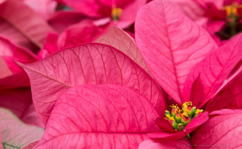 Christmas Lights Poinsettia © 2016 Patty Hankins