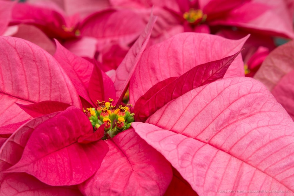 Christmas Lights Poinsettia © 2016 Patty HankinsChristmas Lights Poinsettia © 2016 Patty Hankins