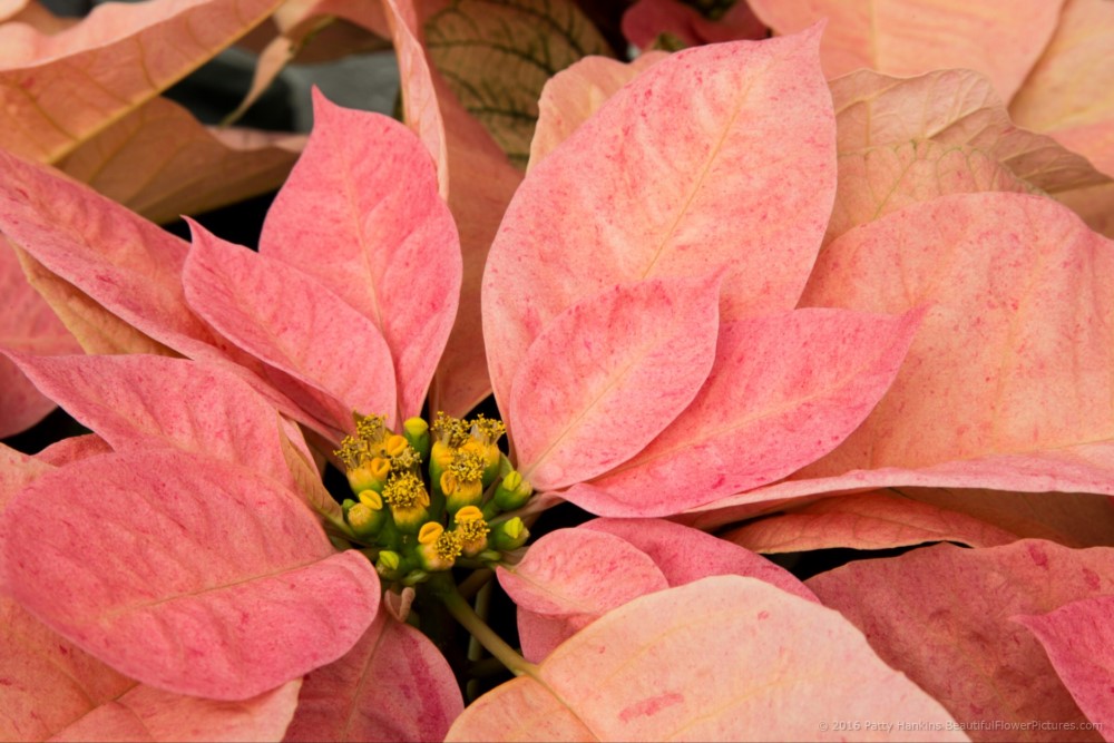 Christmas Ribbons Poinsettia © 2016 Patty Hankins