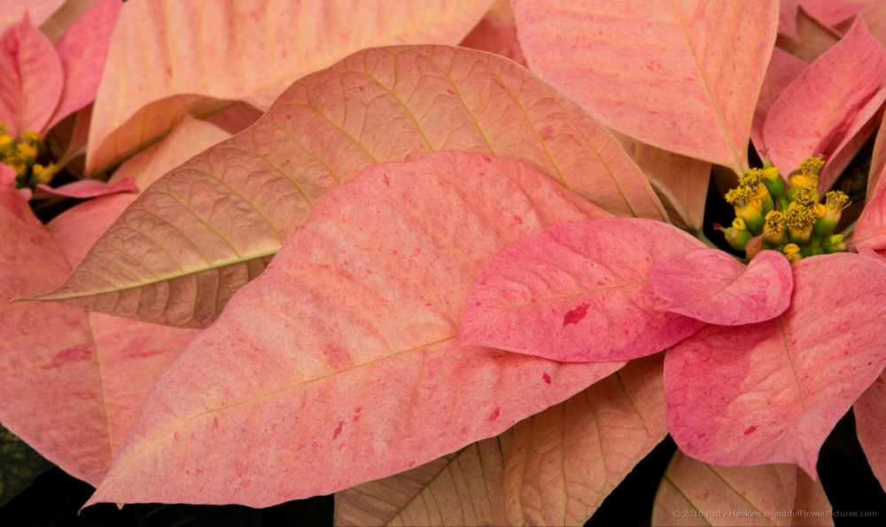 Christmas Ribbons Poinsettia © 2016 Patty Hankins