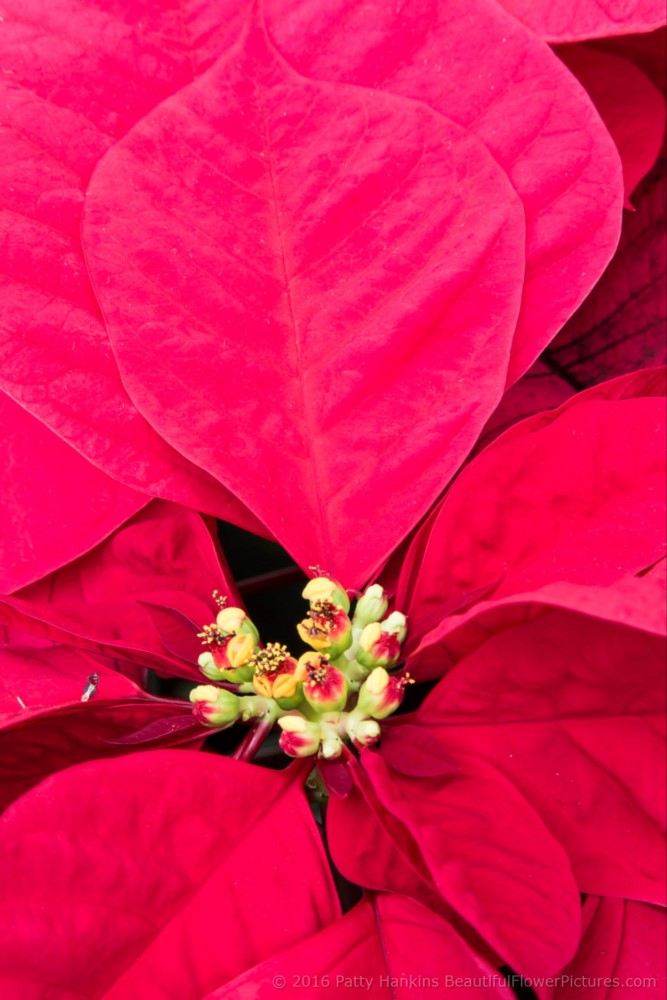 Christmas Star Poinsettia © 2016 Patty Hankins