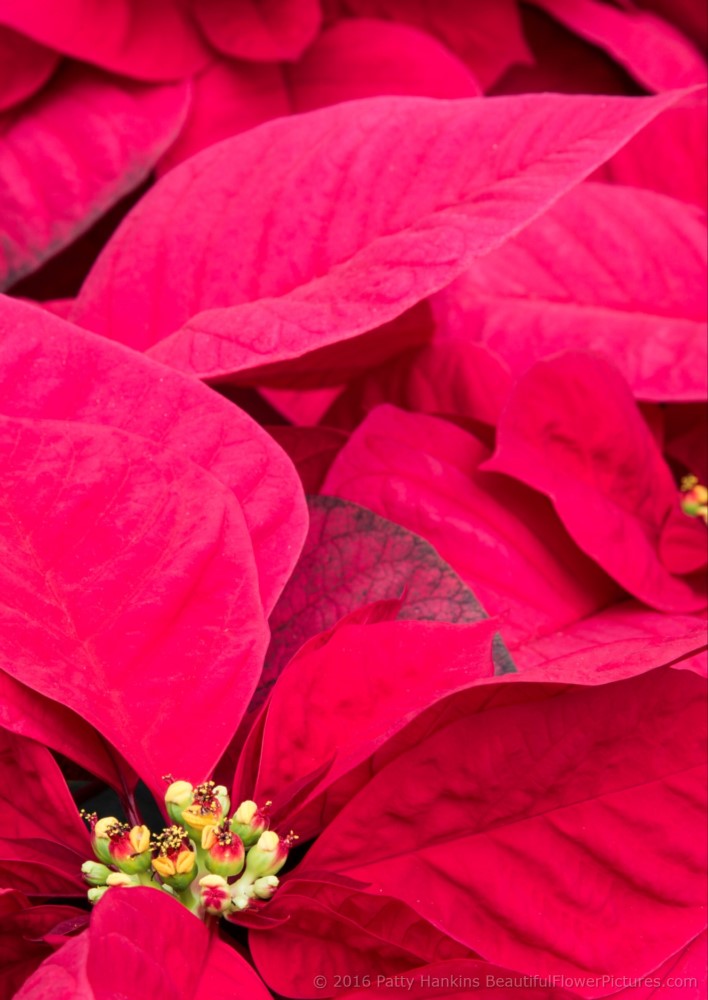 Christmas Star Poinsettia © 2016 Patty Hankins