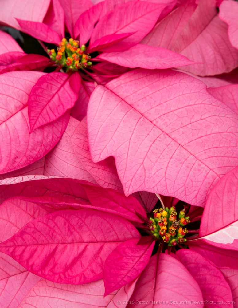 Enduring Pink Poinsettia © 2016 Patty Hankins