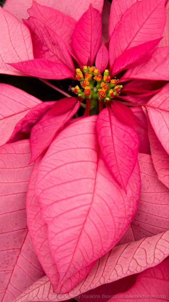 Enduring Pink Poinsettia © 2016 Patty Hankins