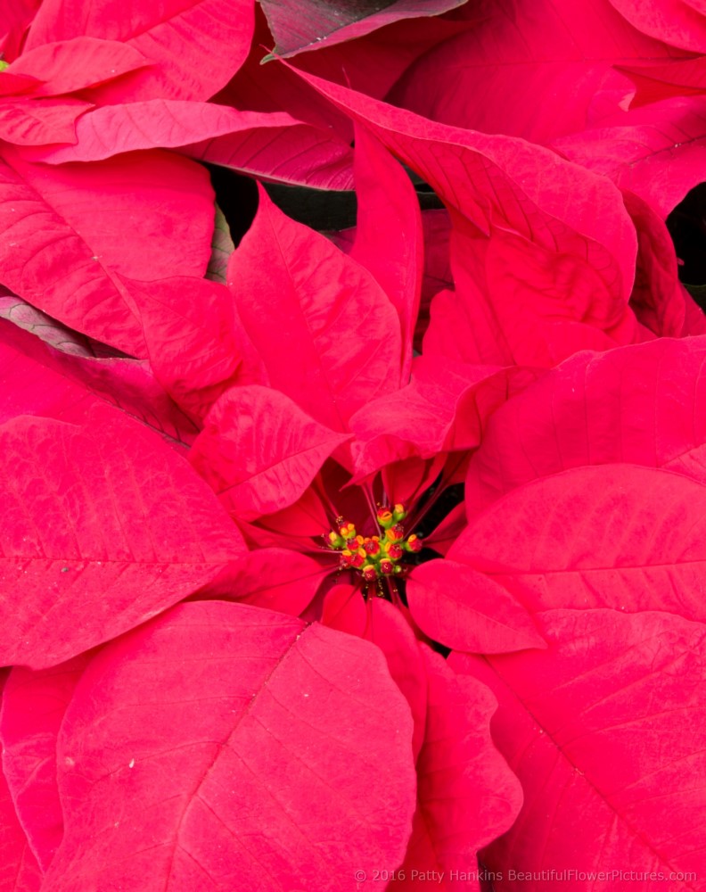 Enduring Red Poinsettia © 2016 Patty Hankins