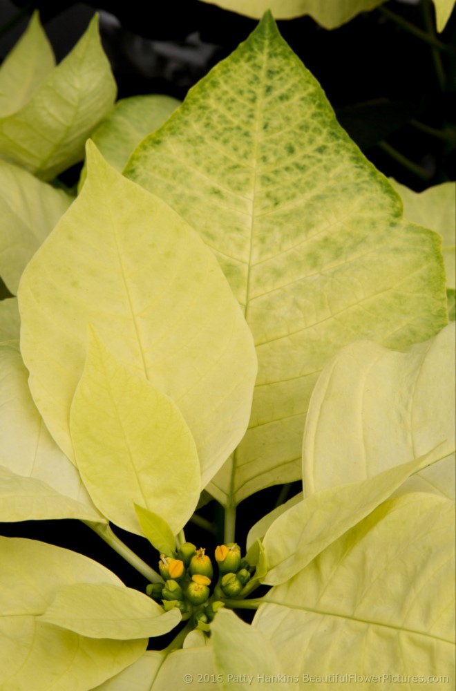 Envy Poinsettia © 2016 Patty Hankins