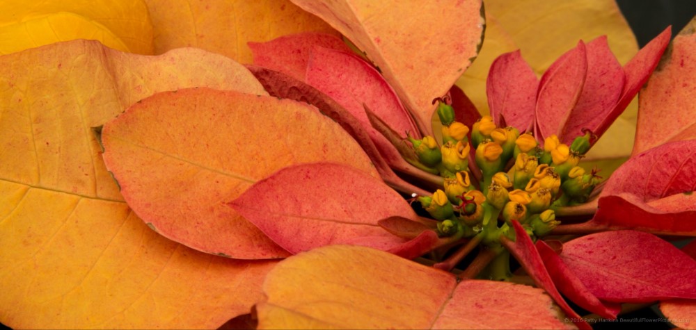 Gold Rush Poinsettia © 2016 Patty Hankins