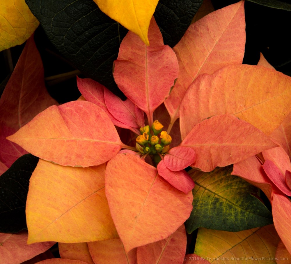 Gold Rush Poinsettia © 2016 Patty Hankins