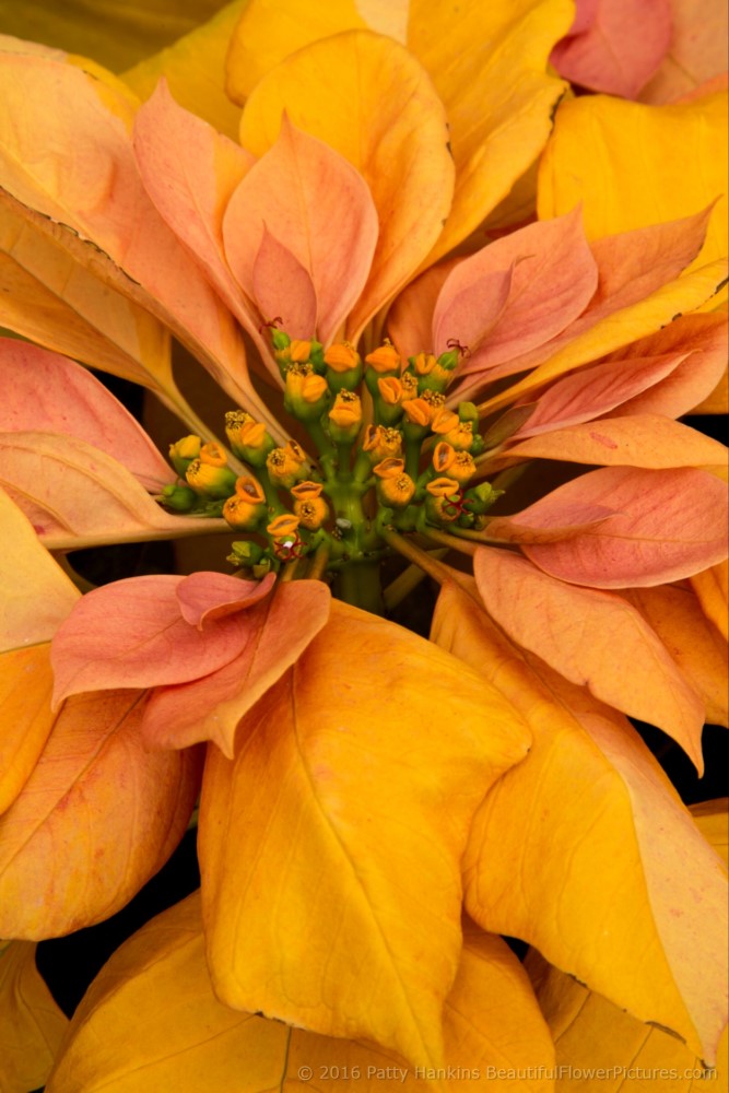 Gold Rush Poinsettia © 2016 Patty Hankins