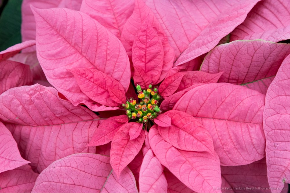 Maren Poinsettia © 2016 Patty Hankins