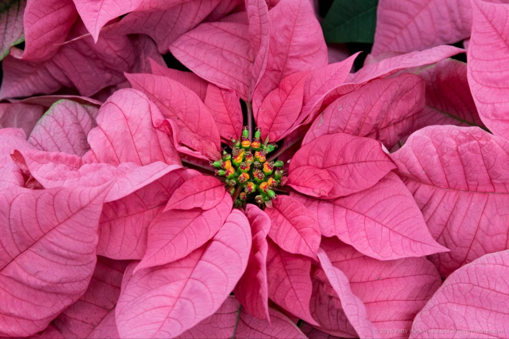 Maren Poinsettia © 2016 Patty Hankins