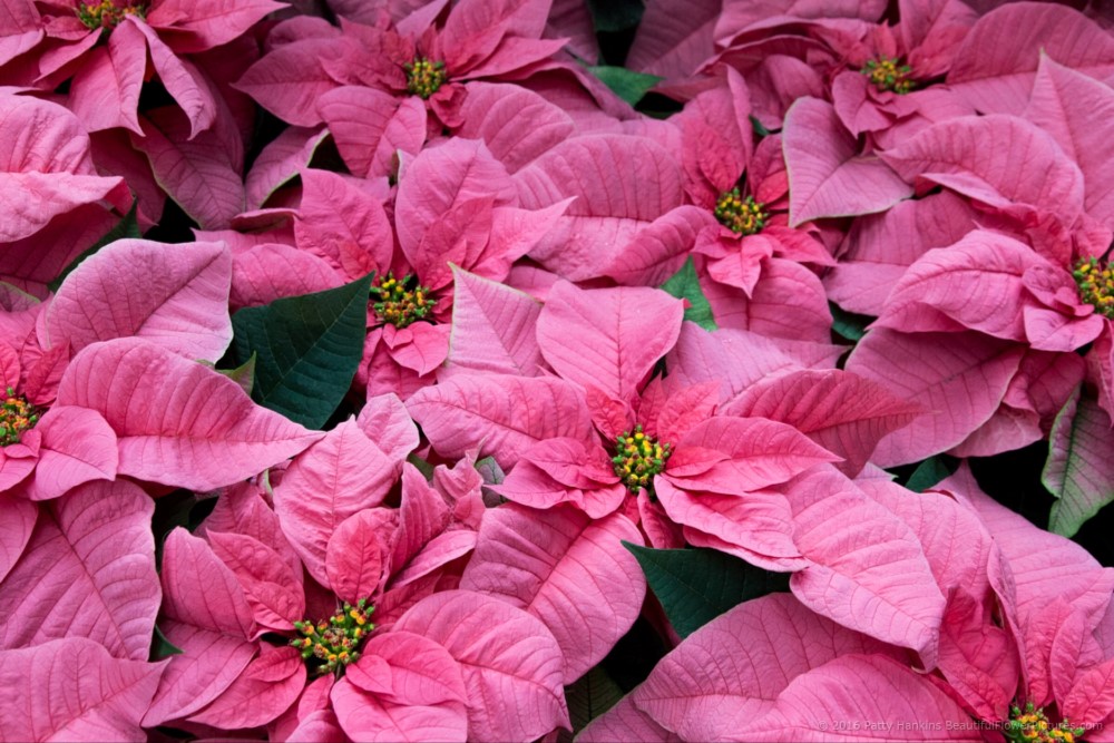 Maren Poinsettia © 2016 Patty Hankins