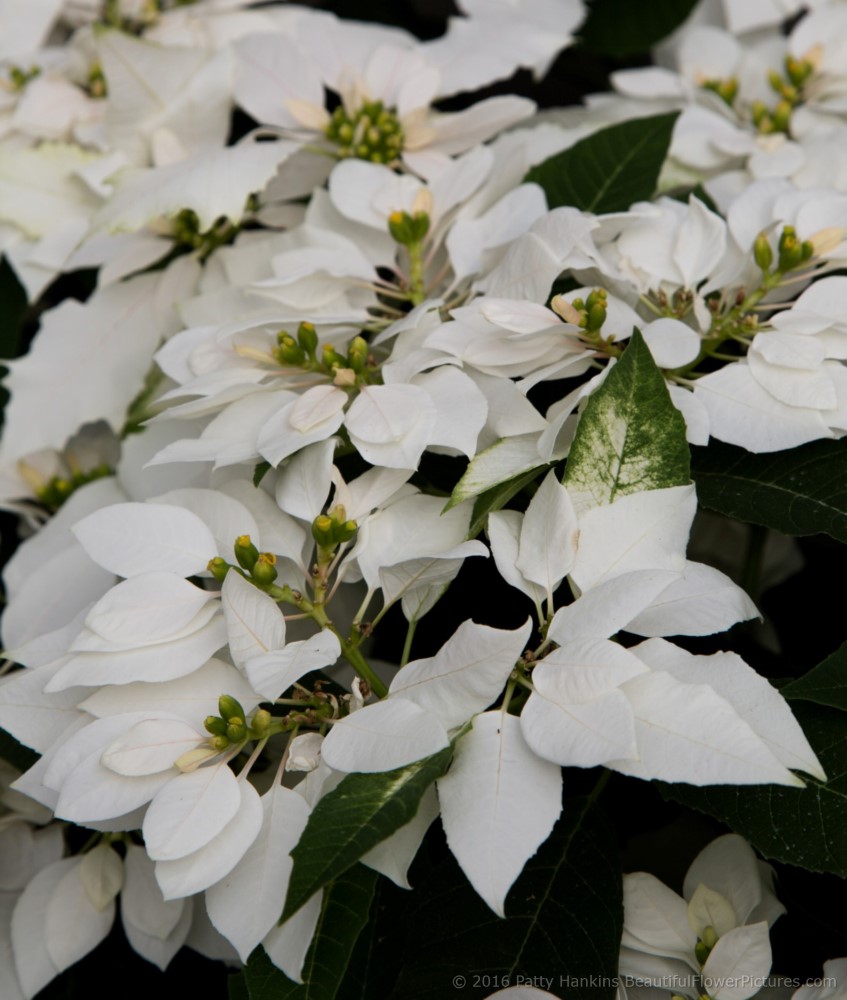 Princetta Max White Poinsettia © 2016 Patty Hankins