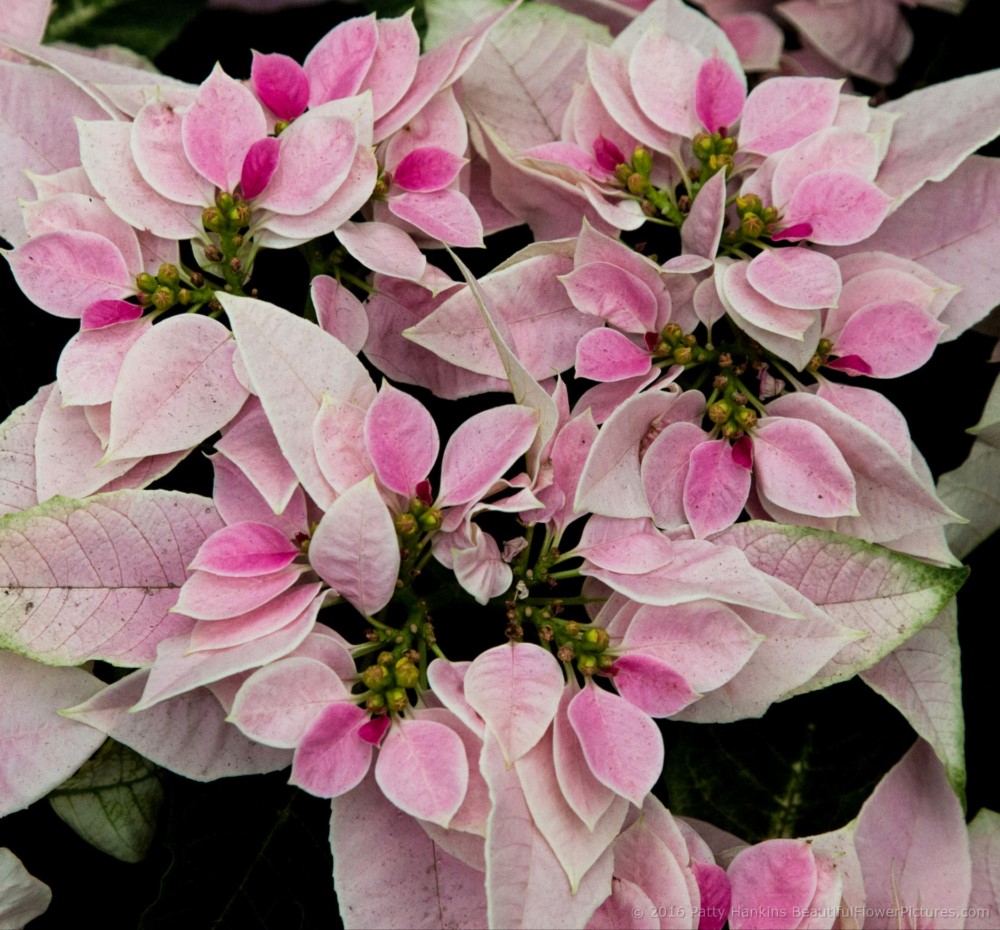 Princetta Pink Poinsettia © 2016 Patty Hankins