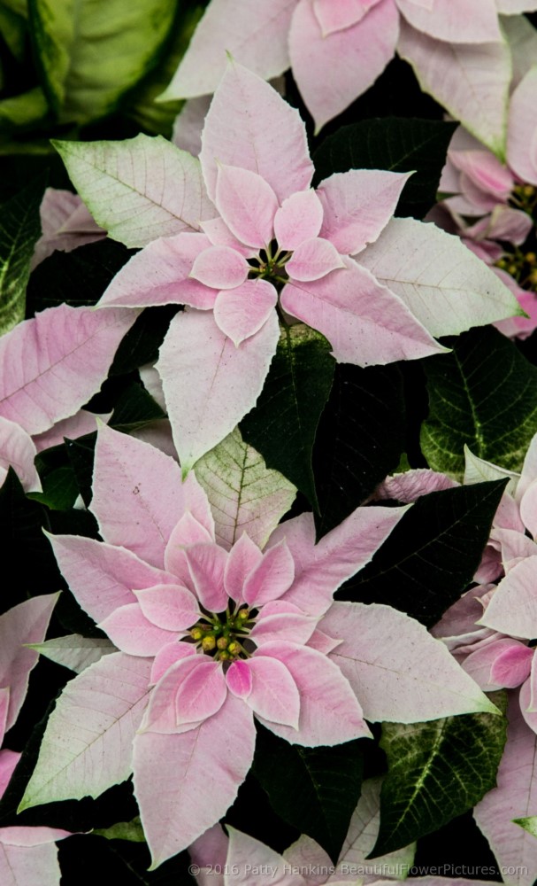 Princetta Pink Poinsettia © 2016 Patty Hankins