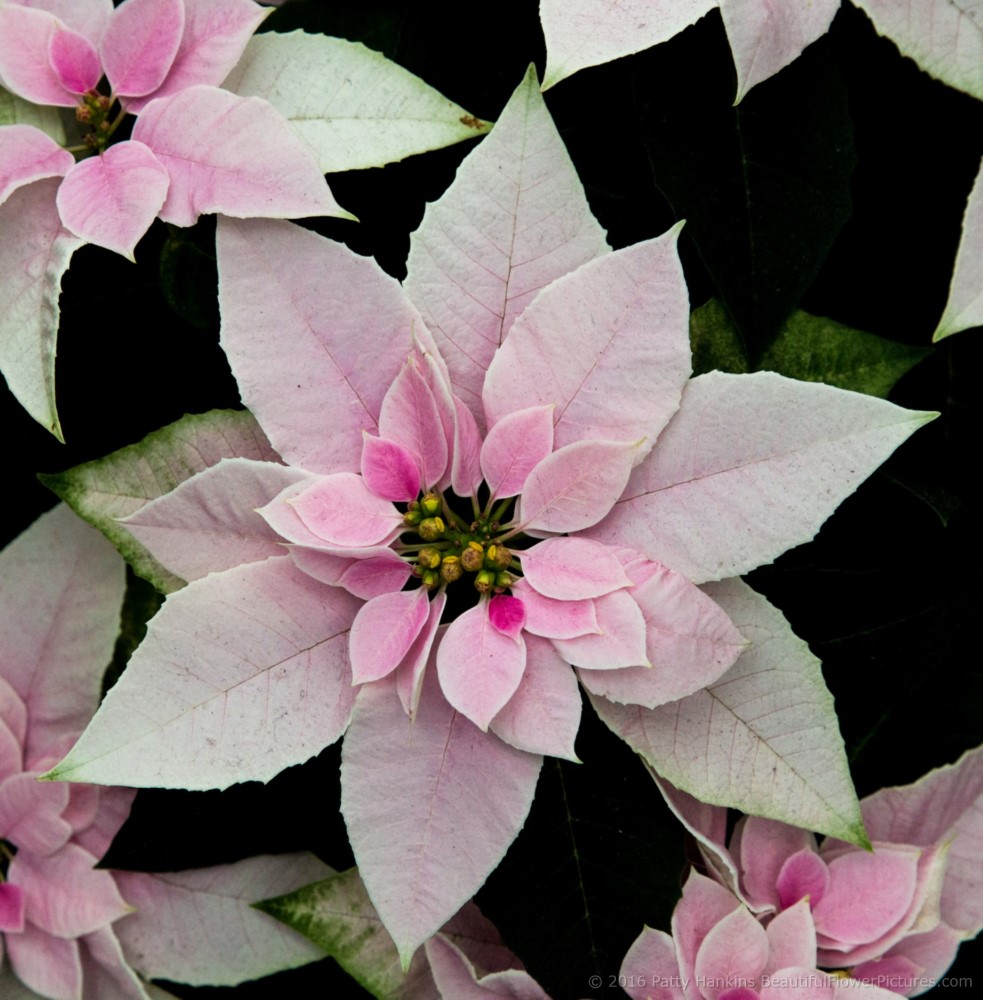 Princetta Pink Poinsettia © 2016 Patty Hankins