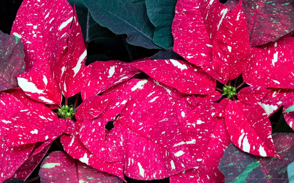 Red Glitter Poinsettia © 2016 Patty Hankins