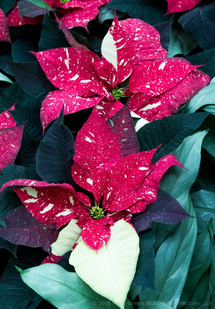 Red Glitter Poinsettia © 2016 Patty Hankins