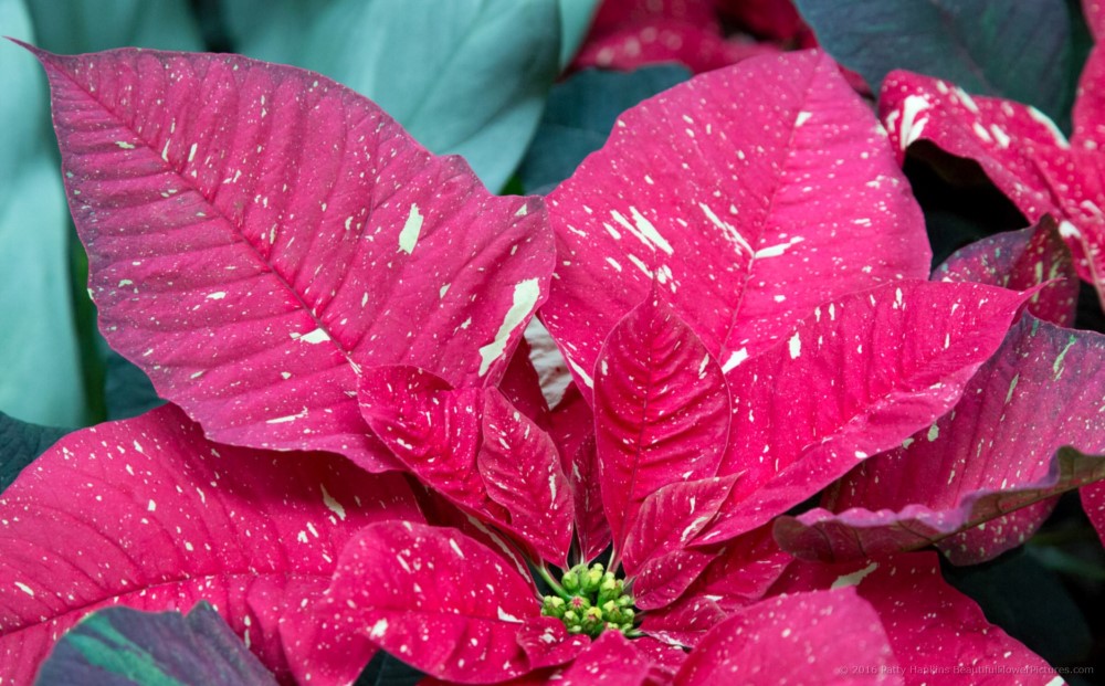 Red Glitter Poinsettia © 2016 Patty Hankins