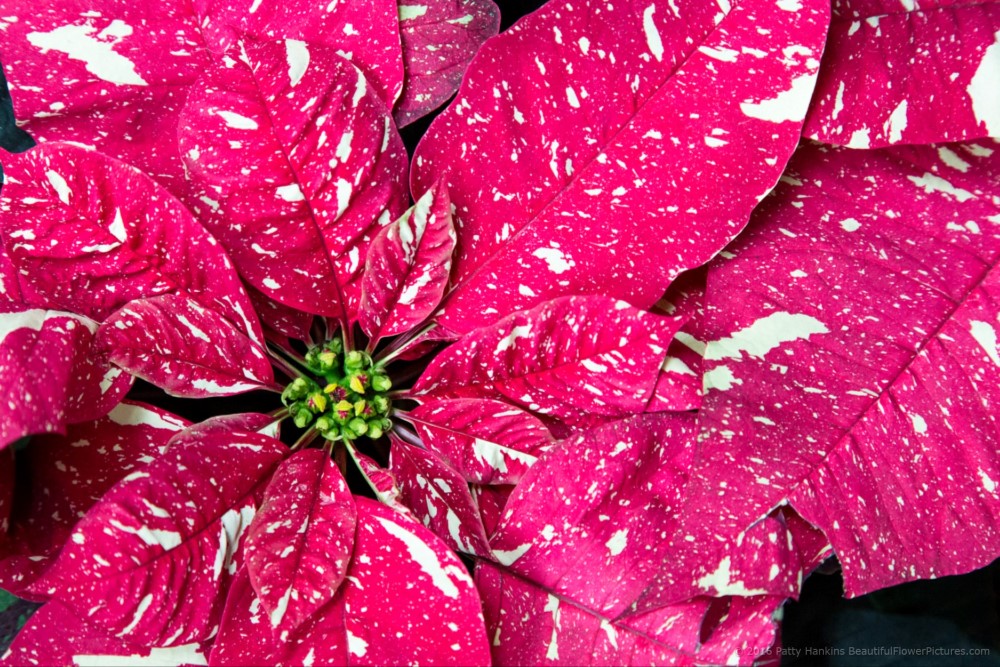 Red Glitter Poinsettia © 2016 Patty Hankins